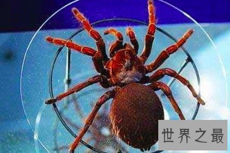 【图】最大的蜘蛛既凶残又恶心 然而它们竟有这样可恶