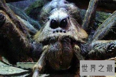 【图】最大的蜘蛛既凶残又恶心 然而它们竟有这样可恶