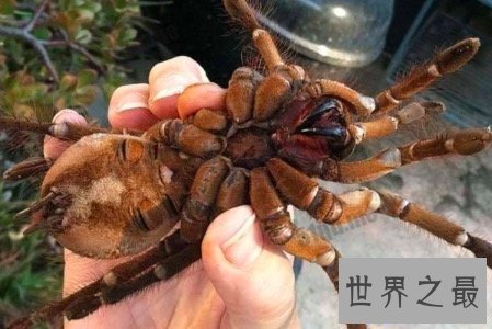 【图】最大的蜘蛛既凶残又恶心 然而它们竟有这样可恶