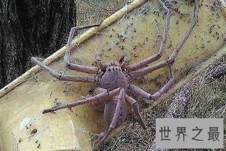 【图】最大的蜘蛛既凶残又恶心 然而它们竟有这样可恶