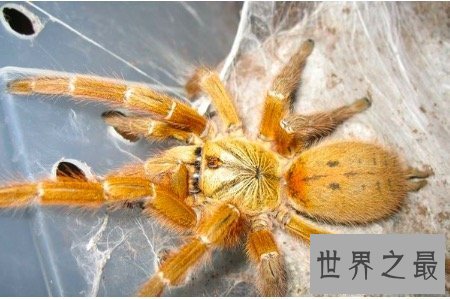 【图】最大的蜘蛛既凶残又恶心 然而它们竟有这样可恶