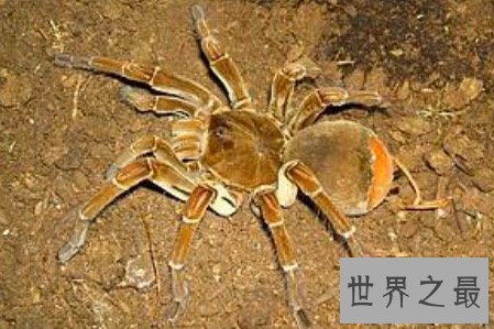 【图】最大的蜘蛛既凶残又恶心 然而它们竟有这样可恶