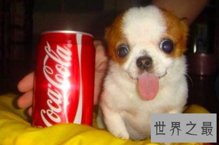 【图】最小的狗狗可恶娇小 却有这些可怕的缺陷存在