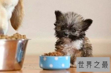 【图】最小的狗狗可恶娇小 却有这些可怕的缺陷存在