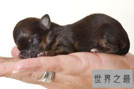 【图】最小的狗狗可恶娇小 却有这些可怕的缺陷存在