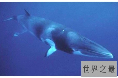 【图】最大的鲸鱼不只体积庞大连睾丸也大得惊人