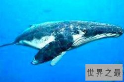 【图】最大的鲸鱼不仅体积庞大连睾丸也大得惊人