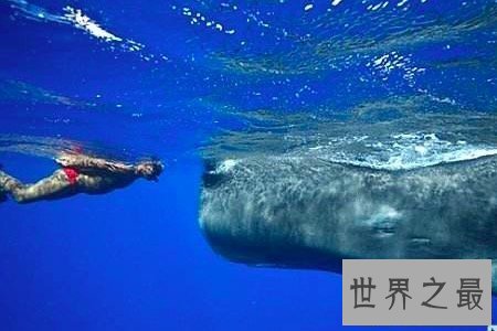 【图】最大的鲸鱼不只体积庞大连睾丸也大得惊人