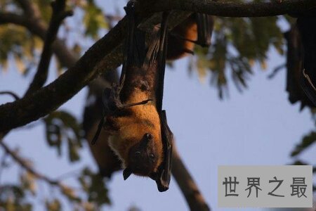 【图】世界上最大的一种蝙蝠马来大狐蝠真的灭绝了吗