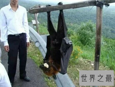 【图】世界上最大的一种蝙蝠马来大狐蝠真的灭绝了吗