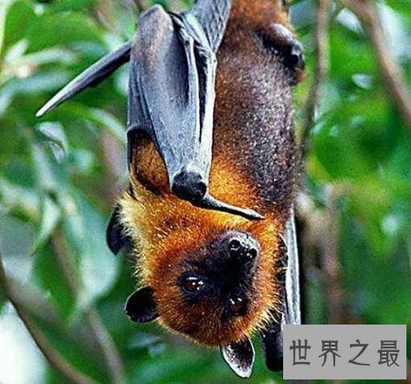 【图】世界上最大的一种蝙蝠马来大狐蝠真的灭绝了吗