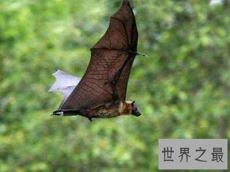 【图】世界上最大的一种蝙蝠马来大狐蝠真的灭绝了吗