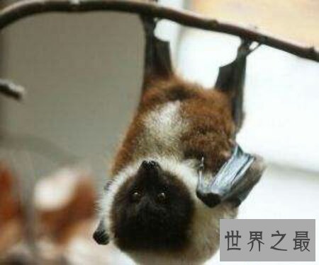 【图】世界上最大的一种蝙蝠马来大狐蝠真的灭绝了吗