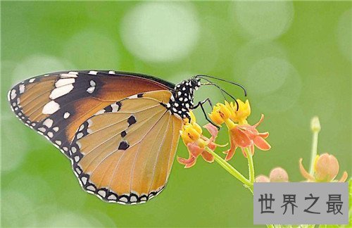 【图】雌雄同体的动物有哪些 为什么会出现雌雄同体的