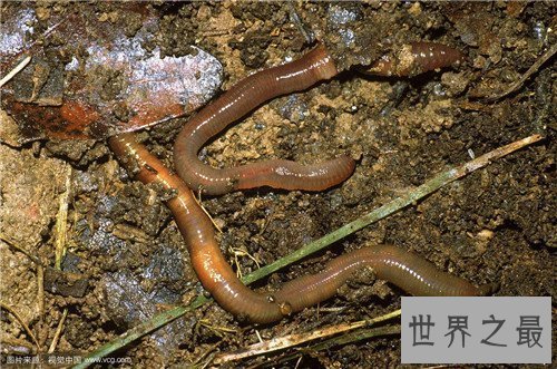 【图】雌雄同体的动物有哪些 为什么会出现雌雄同体的