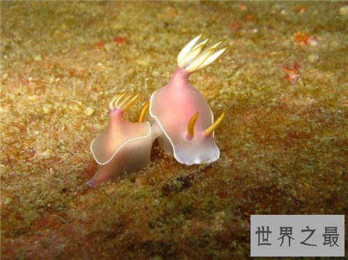 【图】雌雄同体的动物有哪些 为什么会出现雌雄同体的