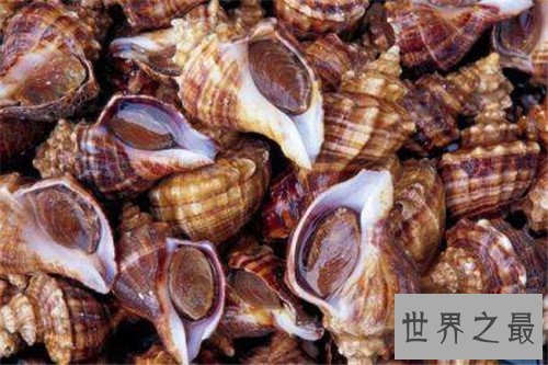 【图】雌雄同体的动物有哪些 为什么会出现雌雄同体的