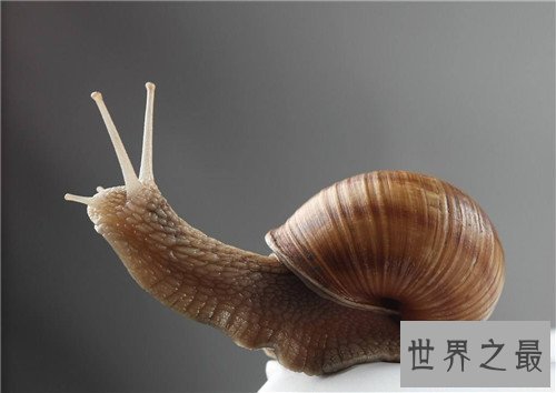 【图】雌雄同体的动物有哪些 为什么会出现雌雄同体的