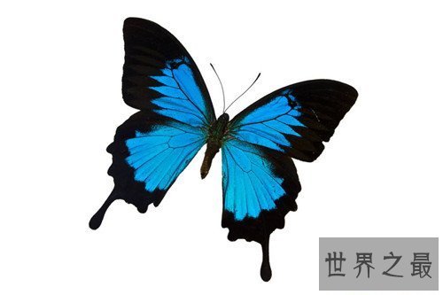 【图】雌雄同体的动物有哪些 为什么会出现雌雄同体的