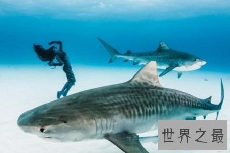 【图】澳大利亚虎鲨——可以将可恶和恐惧完美联合的