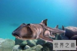 【图】澳大利亚虎鲨——能够将可爱和恐怖完美结合的