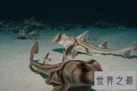 【图】澳大利亚虎鲨——可以将可恶和恐惧完美联合的