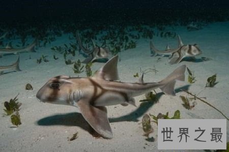 【图】澳大利亚虎鲨——可以将可恶和恐惧完美联合的