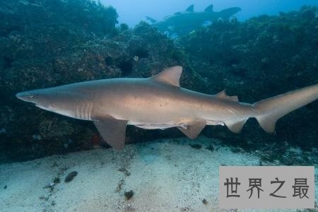 【图】澳大利亚虎鲨——可以将可恶和恐惧完美联合的