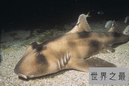 【图】澳大利亚虎鲨——可以将可恶和恐惧完美联合的