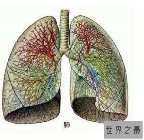 【图】肺纤维化——它会让你的生存不再有色调