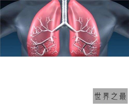 【图】肺纤维化——它会让你的生存不再有色调