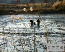 【图】竭泽而渔是一个出自吕氏春秋的成语，让我们来