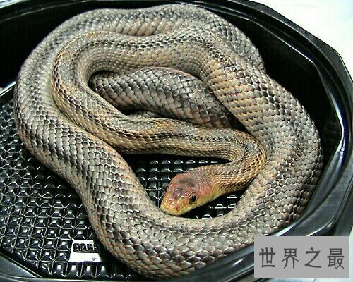 【图】做梦梦到蛇到底是坏事还是好事呢？