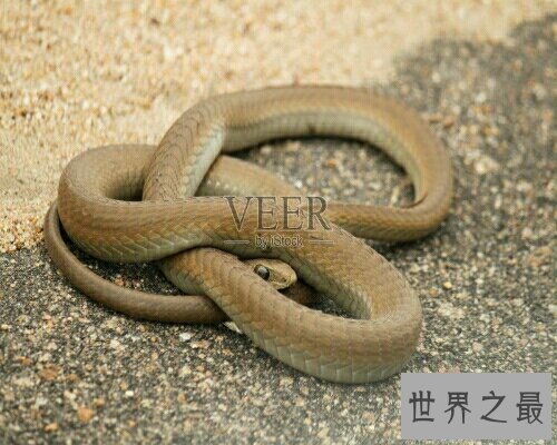 【图】做梦梦到蛇到底是坏事还是好事呢？