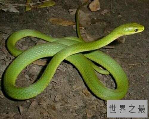 【图】做梦梦到蛇到底是坏事还是好事呢？