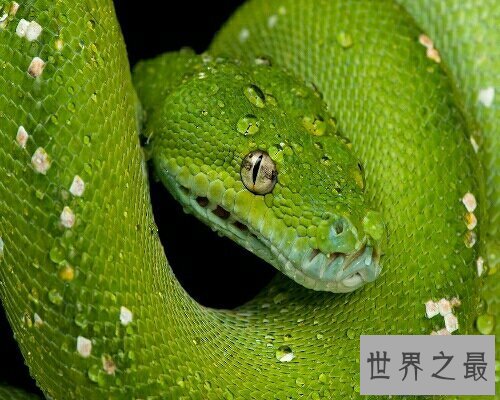 【图】做梦梦到蛇到底是坏事还是好事呢？