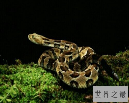 【图】做梦梦到蛇到底是坏事还是好事呢？