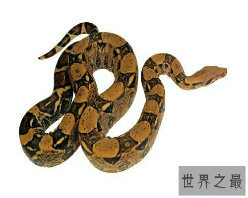 【图】做梦梦到蛇到底是坏事还是好事呢？