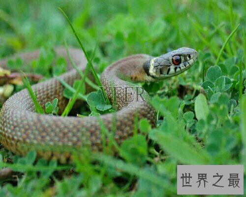 【图】做梦梦到蛇到底是坏事还是好事呢？