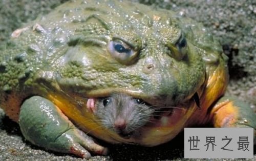 【图】世界上最大的蛙的哪种 非洲喀麦隆巨蛙引见