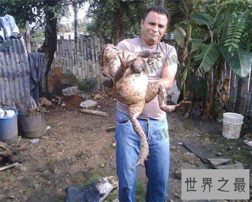 【图】世界上最大的蛙的哪种 非洲喀麦隆巨蛙引见