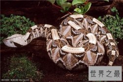 【图】加蓬蝰蛇拥有最长毒牙 一旦被咬到仅有小概率存