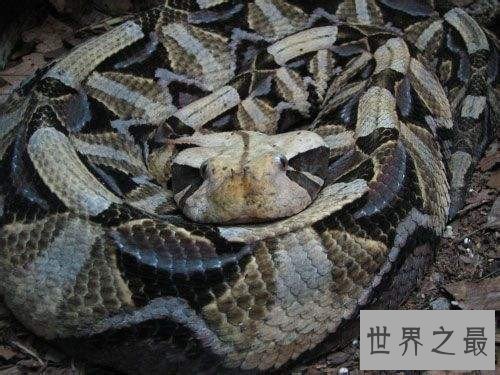 【图】加蓬蝰蛇领有最长毒牙 一旦被咬到仅有小概率存