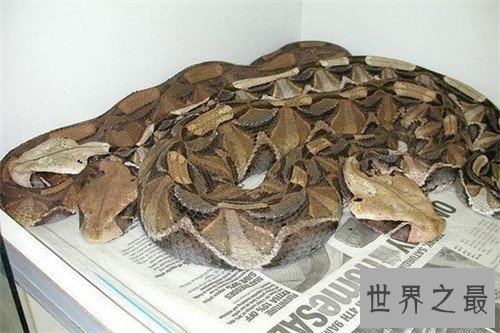 【图】加蓬蝰蛇领有最长毒牙 一旦被咬到仅有小概率存
