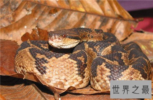 【图】加蓬蝰蛇领有最长毒牙 一旦被咬到仅有小概率存