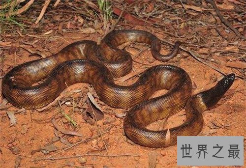 【图】加蓬蝰蛇领有最长毒牙 一旦被咬到仅有小概率存