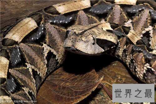 【图】加蓬蝰蛇领有最长毒牙 一旦被咬到仅有小概率存