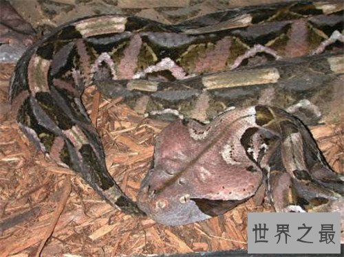 【图】加蓬蝰蛇领有最长毒牙 一旦被咬到仅有小概率存