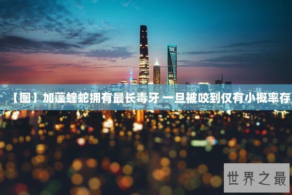 【图】加蓬蝰蛇拥有最长毒牙 一旦被咬到仅有小概率存