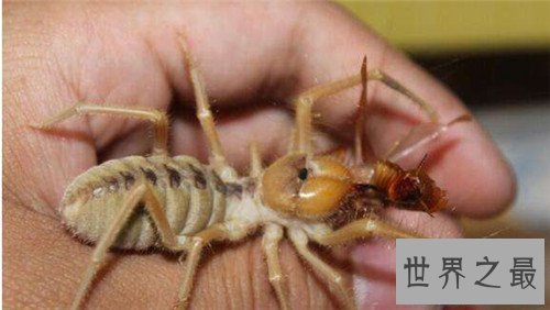 【图】巨骆驼蜘蛛成为爬虫喜好者宠物 却不是蜘蛛的种